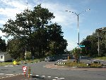 trees at roundabout mangawhai-512
